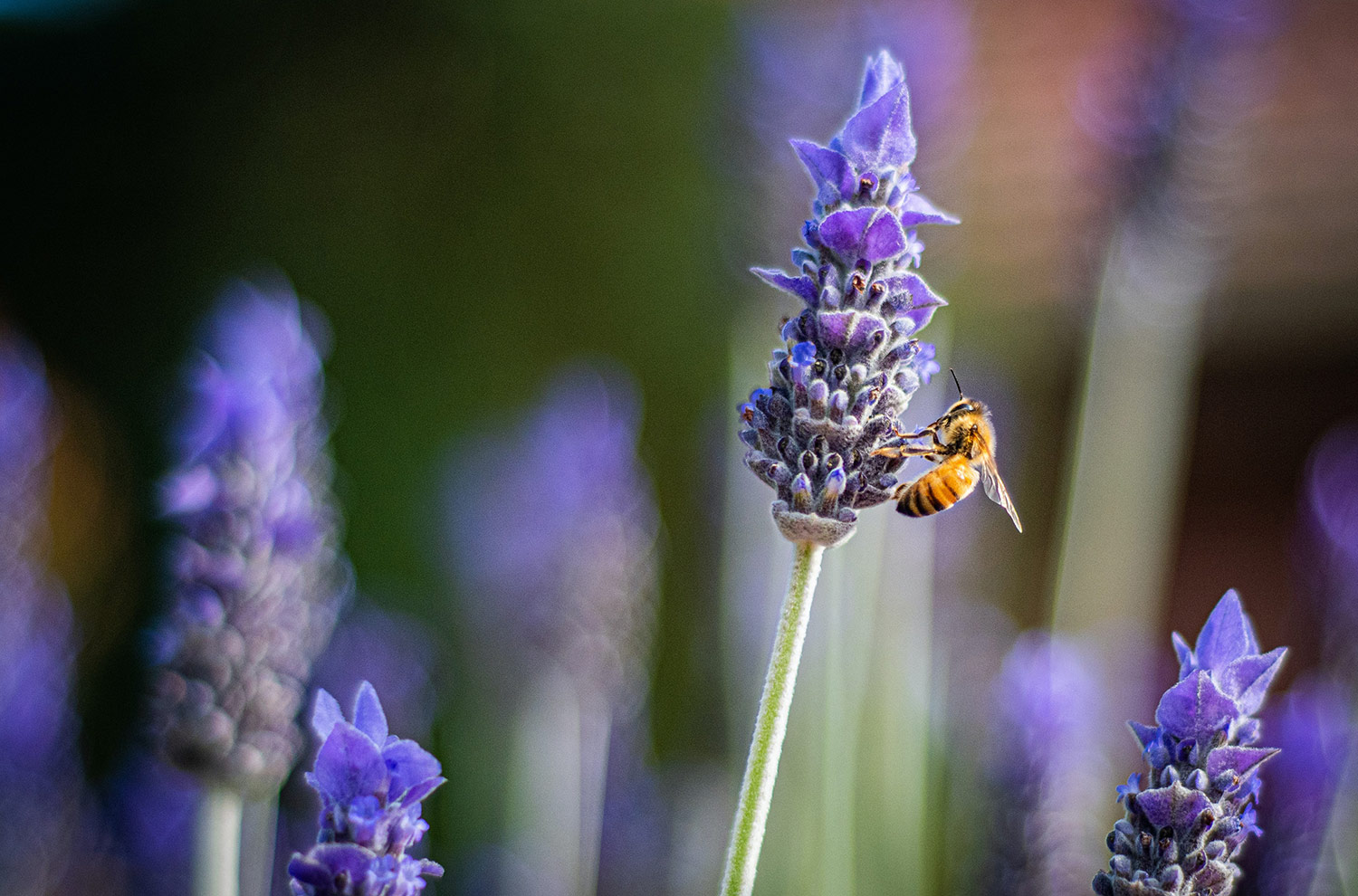 A close view of a bee sitting on a purple flower