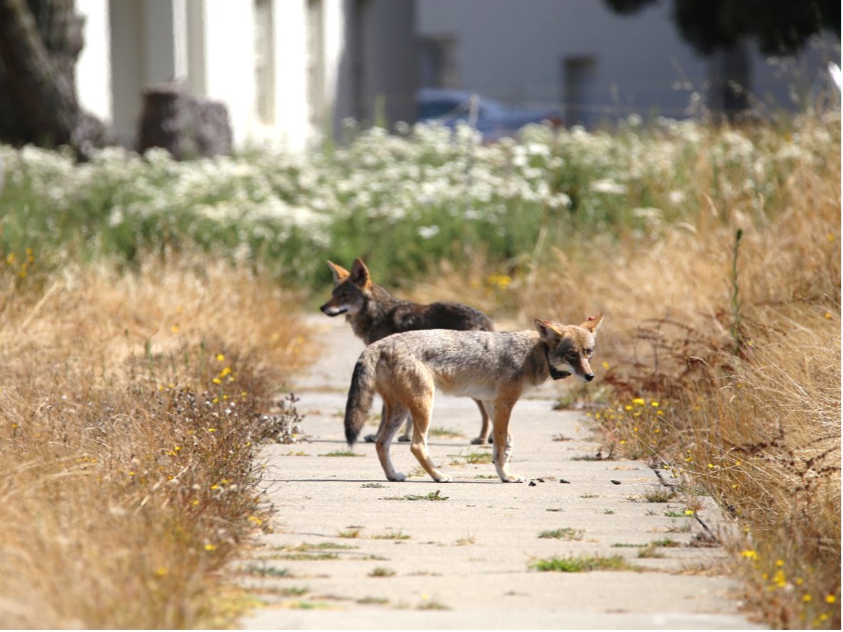 Two coyotes standing in a field