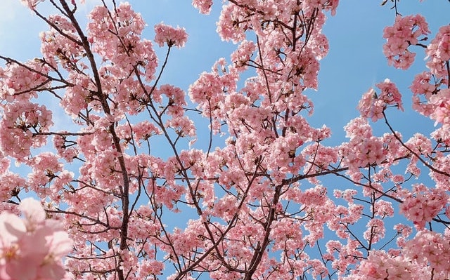 View of cherry blossoms