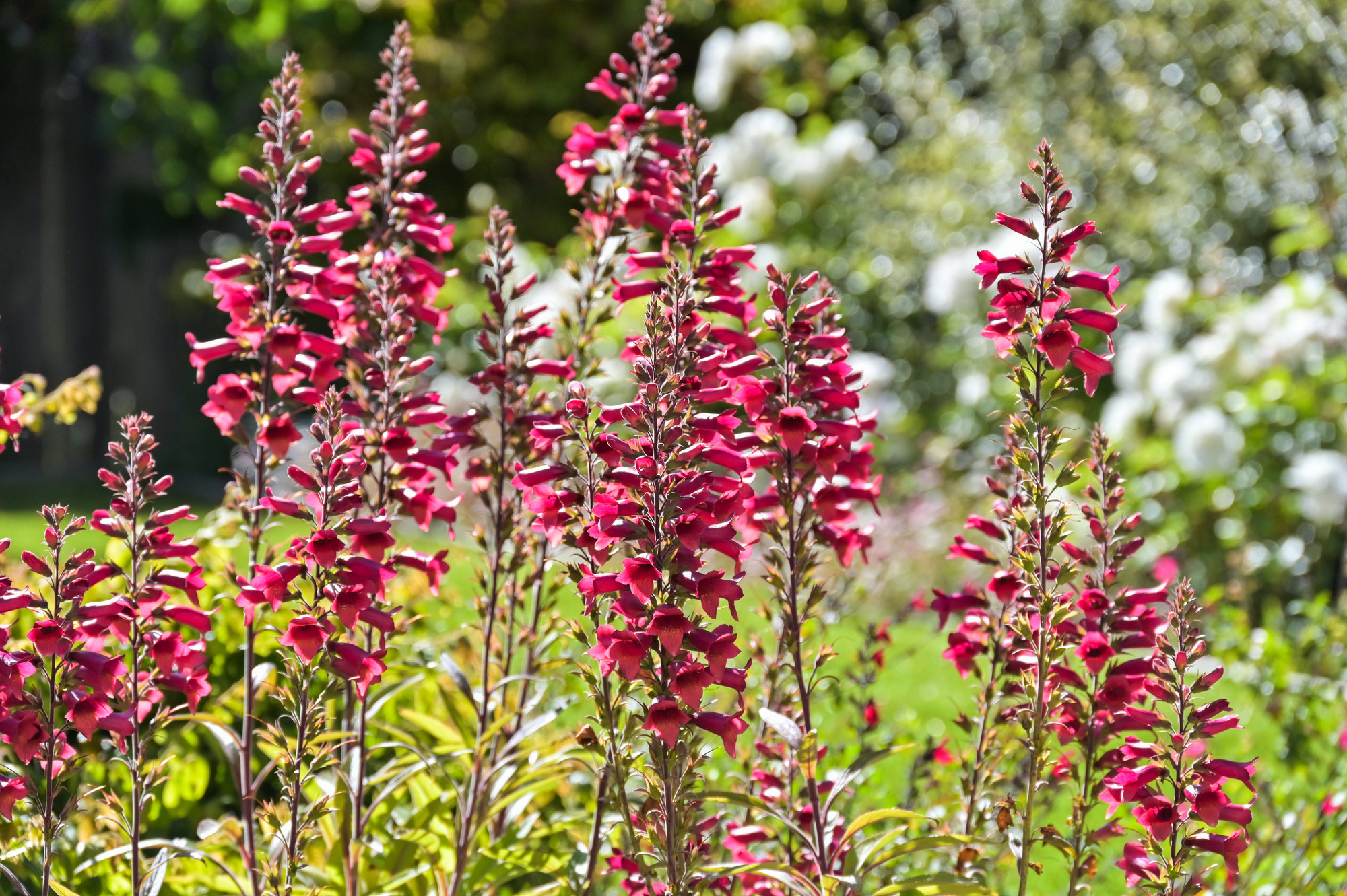 Close-up view of burgundy colored flowers found at 719 18th Avenue