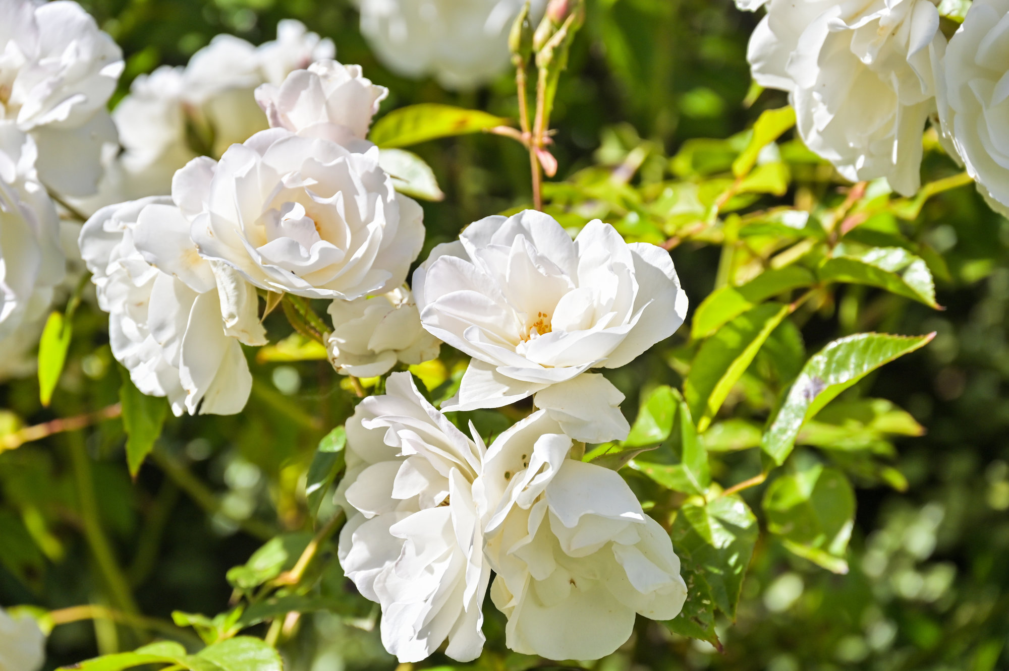 Beautiful white roses located at  719 18th Avenue