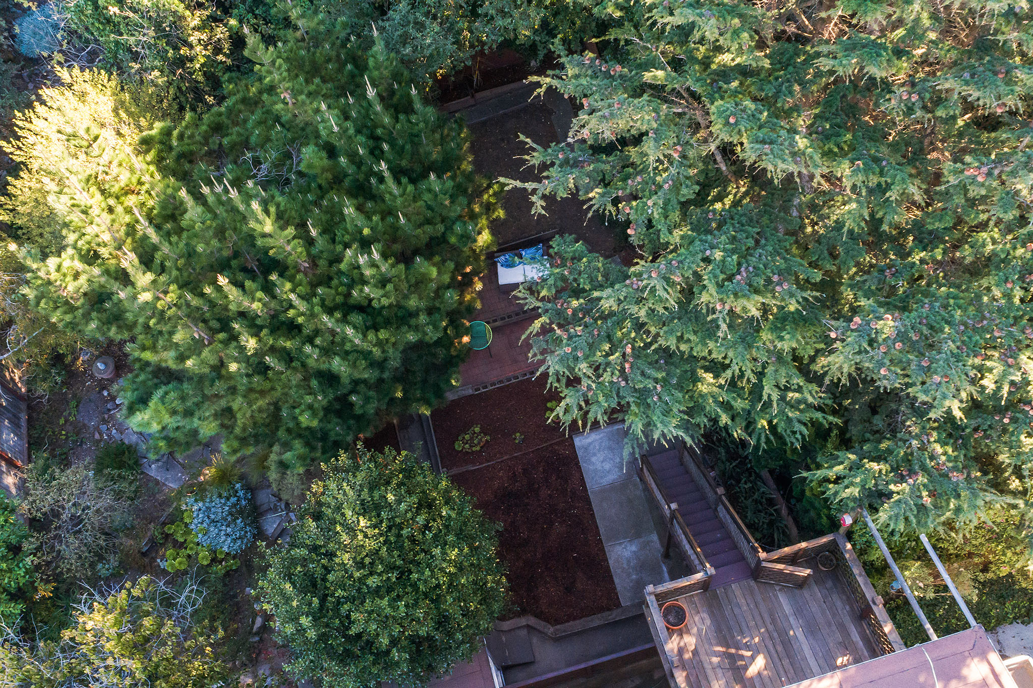 Aerial view of the tree covered yard