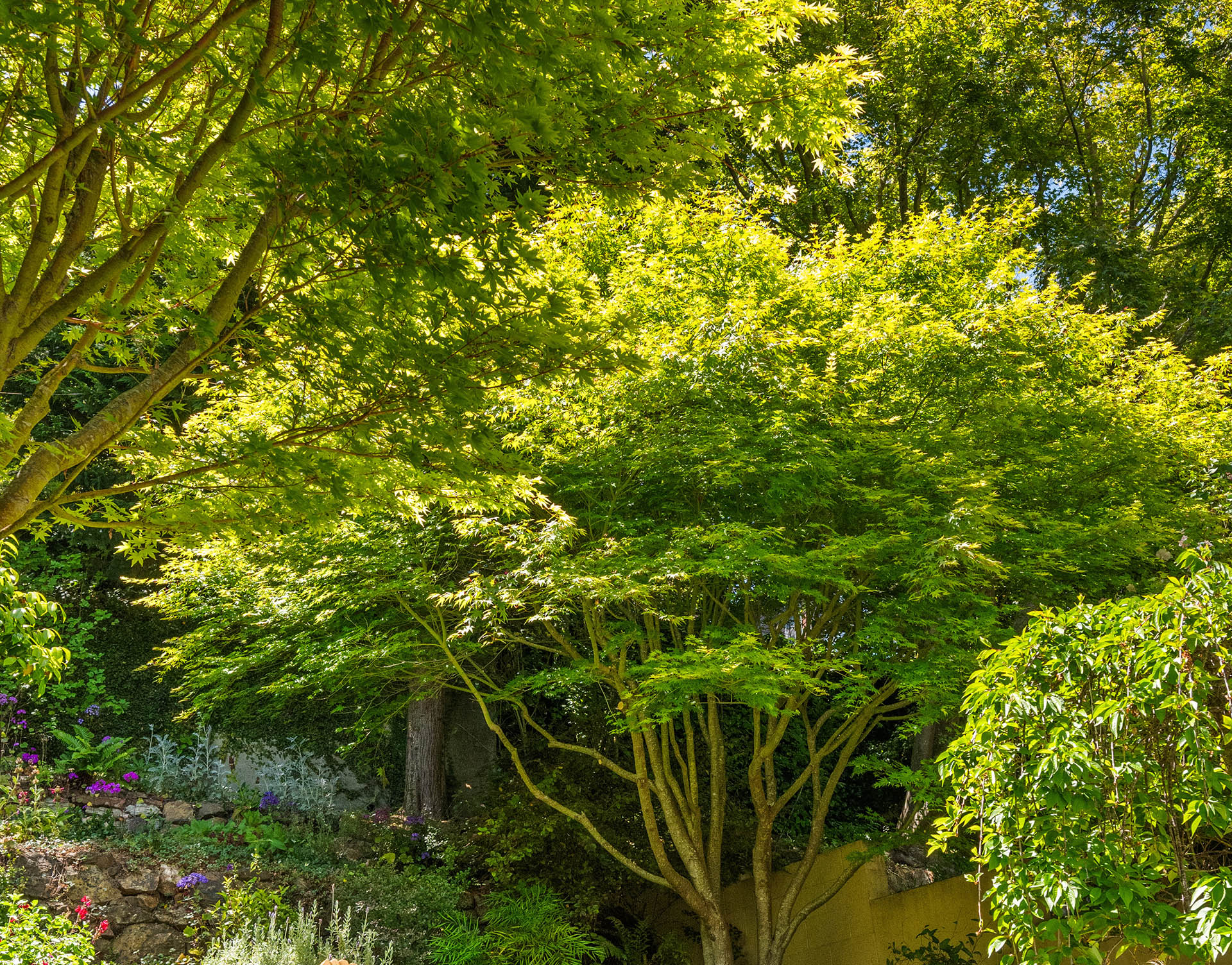 1525willard-backyard-greenery