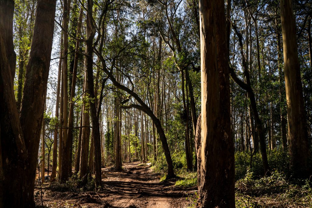 View of Sutro Forest in Cole Valley