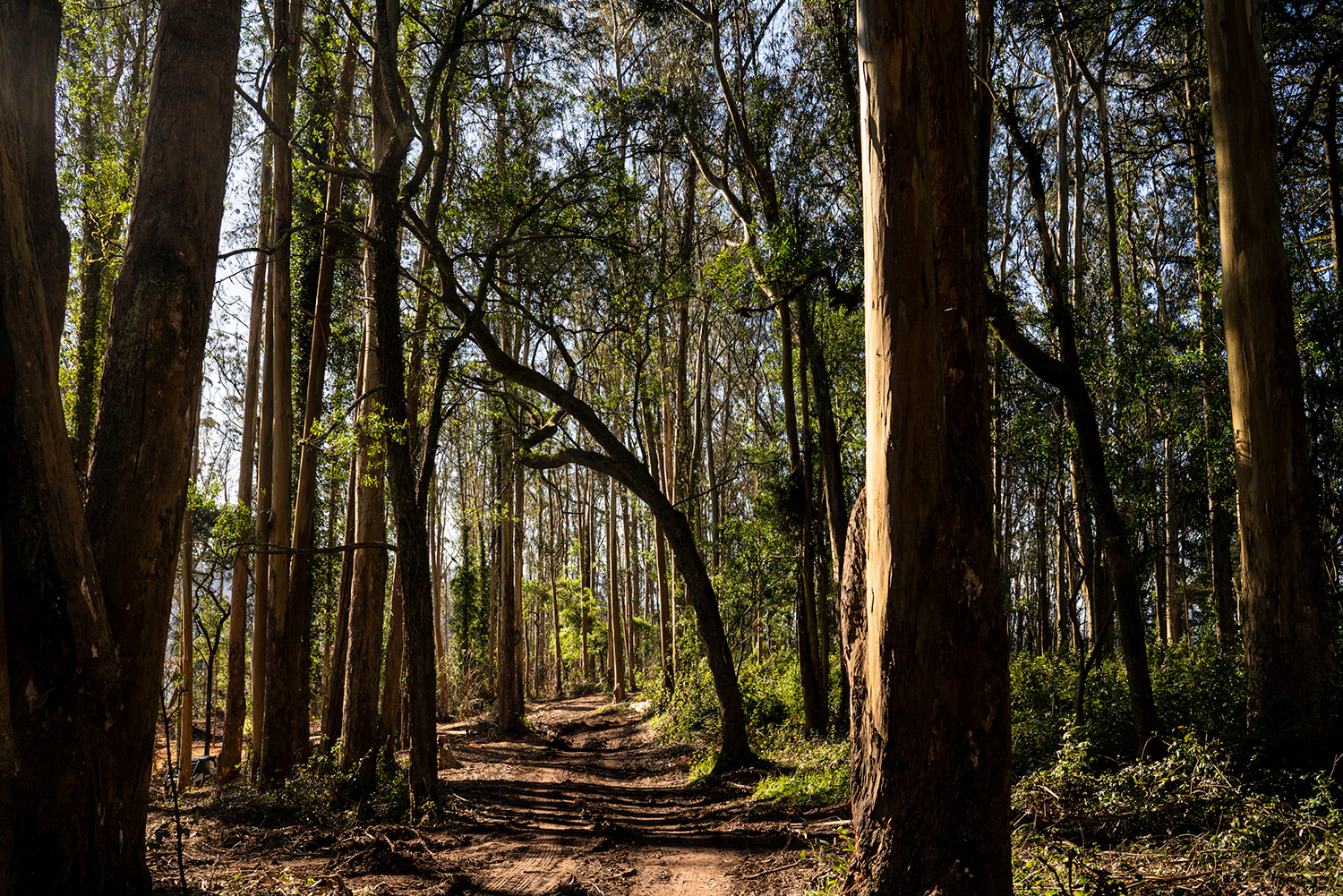 Sutro-Forest View of a walking path in Sutro Forest in San Francisco, CA